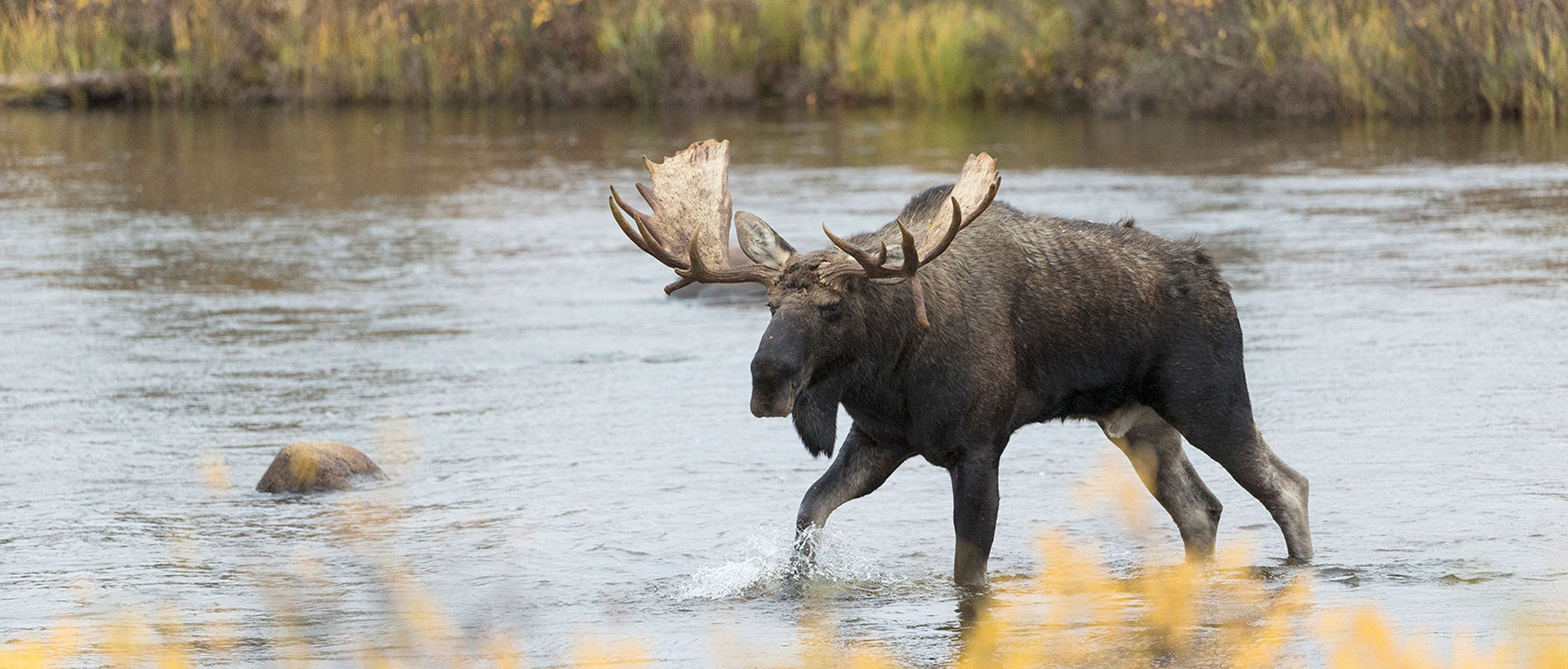 Polar bears, wolves, wildlife, prepare for winter at Nanuk