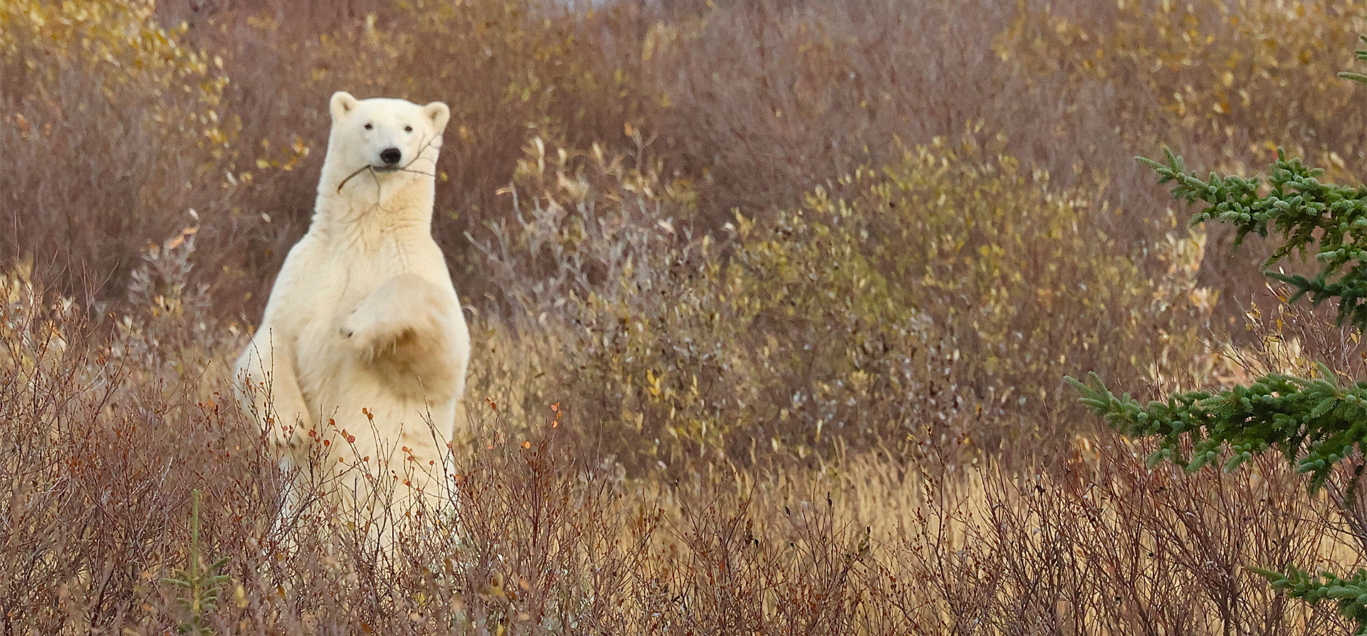 UK Guests Describe Polar Bear Encounters at Seal River and Nanuk