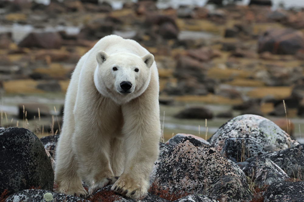 Polar bear approaching guests at Seal River Heritage Lodge. (Nigel and Judith Broderick photo)