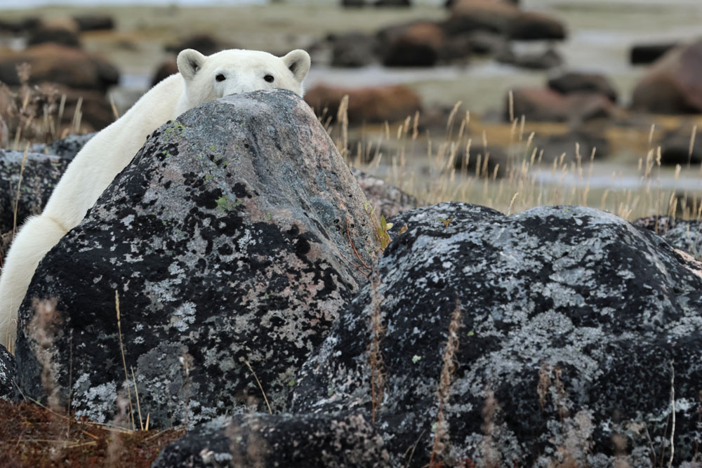 Polar bear peek! (Nigel and Judith Broderick photo)