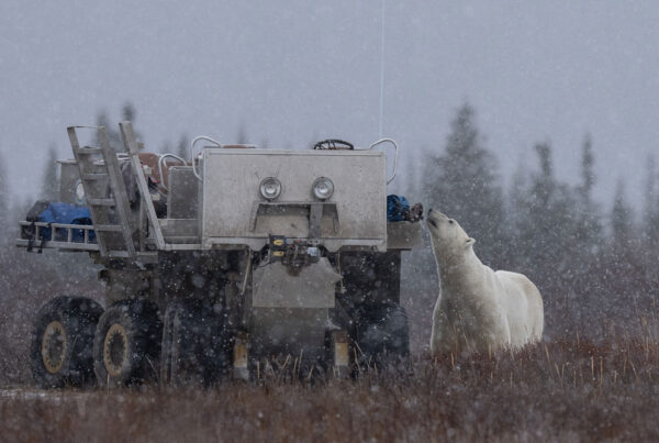 Polar bear sniffing Tundra Rhino at Nanuk Polar Bear Lodge. Fabienne Jansen photo.