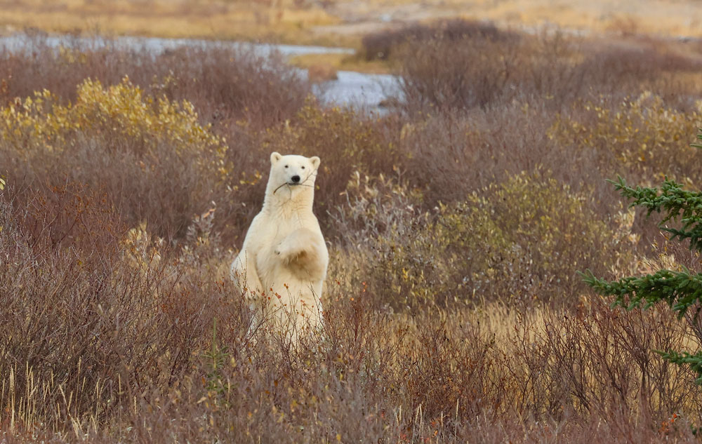 Polar bear stands to get better view of guests at Nanuk. (Nigel and Judith Broderick photo)