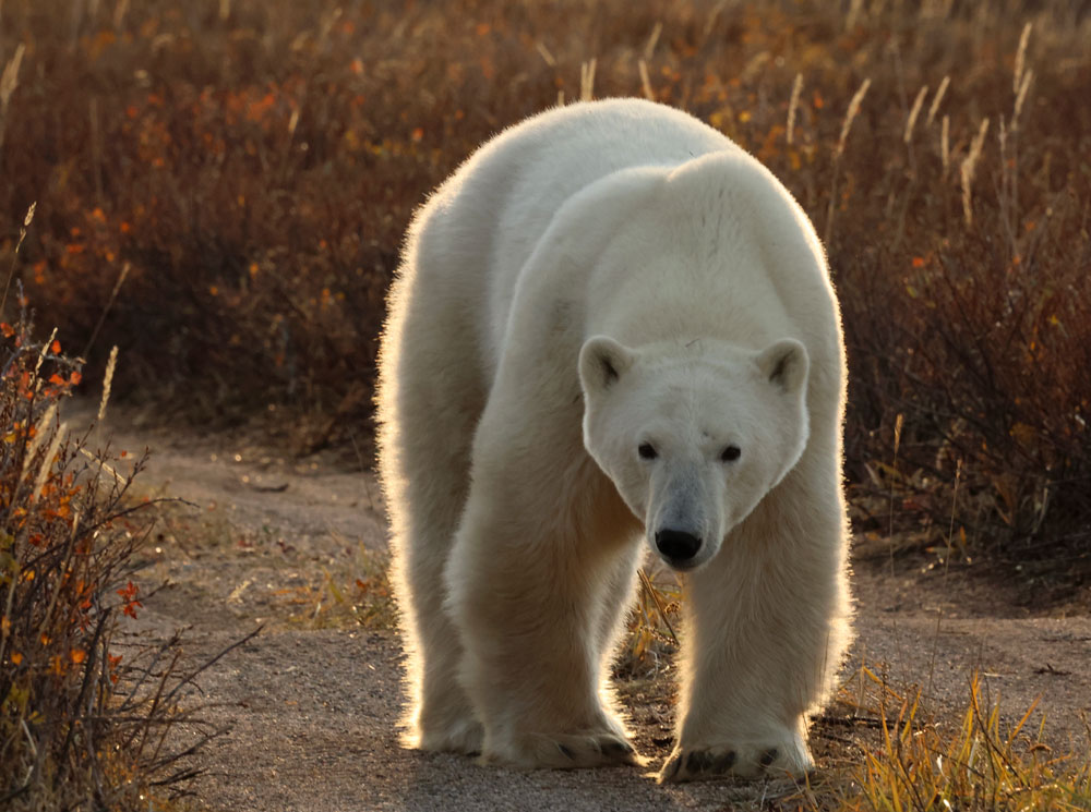 Polar bear walks towards guests at Nanuk Polar Bear Lodge. (Nigel and Judith Broderick photo)