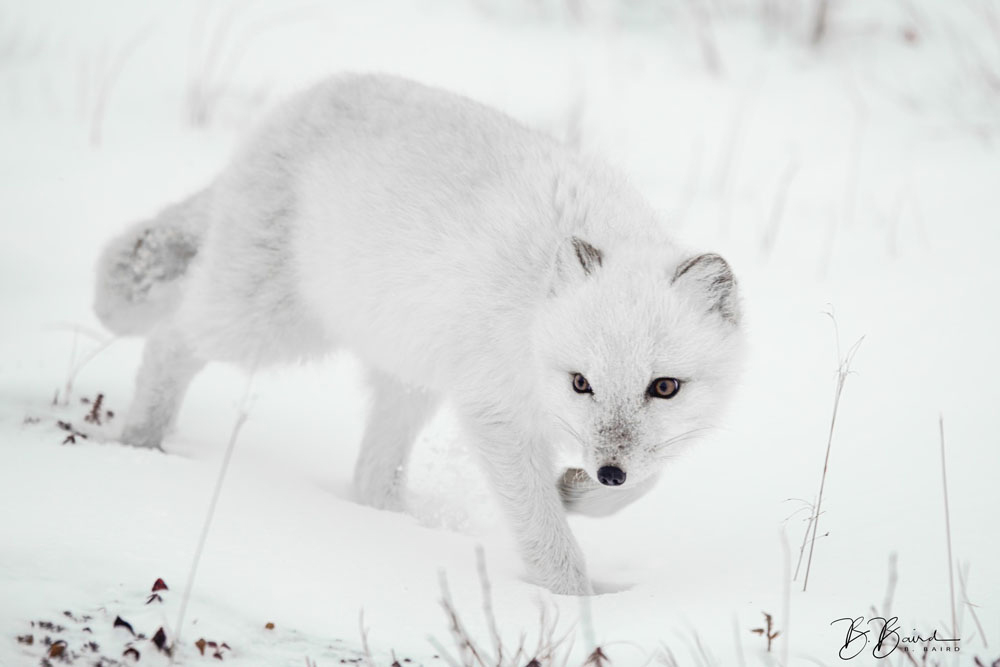 Arctic fox on the prowl. Seal River Heritage Lodge. Bobbie Baird photo.