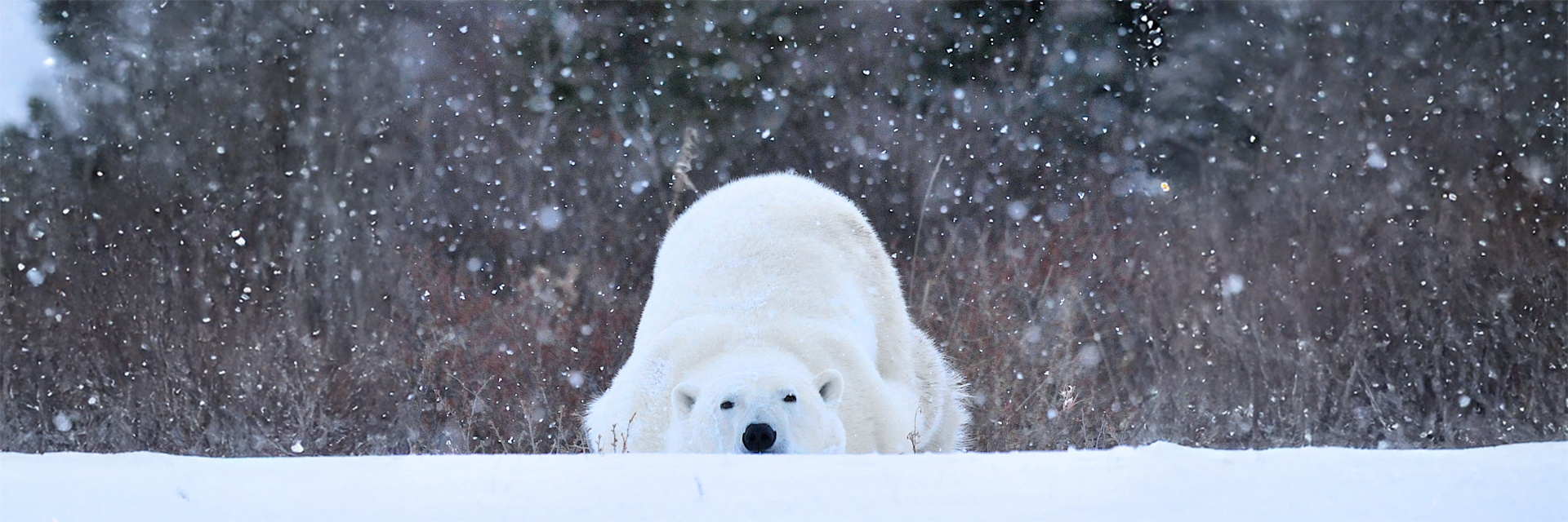 Snowy Emotions: A Christmas Wildlife Photo Album 2024