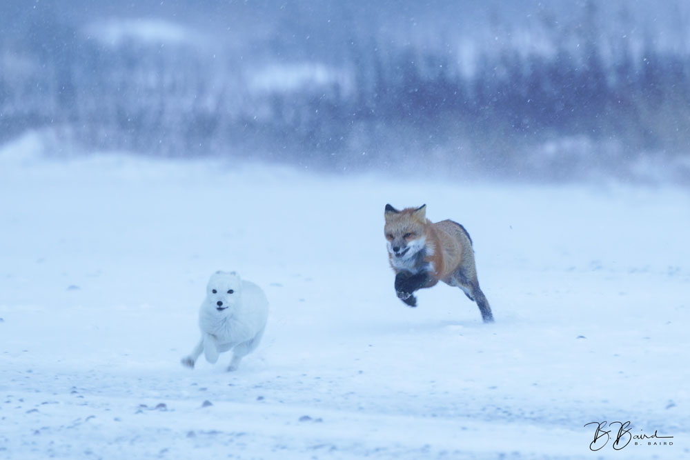 Red fox chasing Arctic fox. (And he got away!) Seal River Heritage Lodge. Bobbie Baird photo.