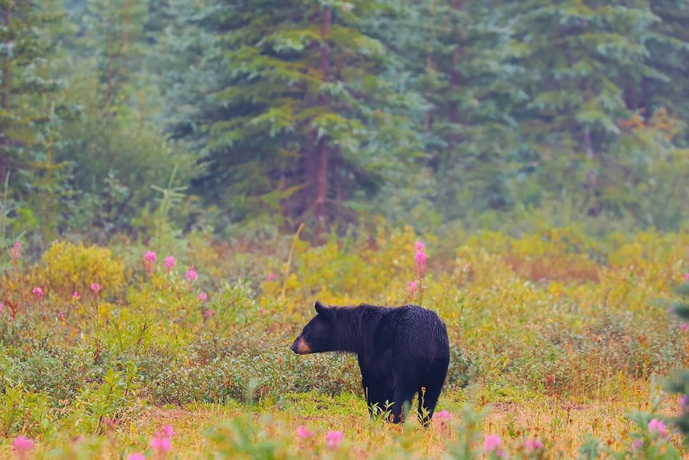 Black bear in flowers. Nanuk Polar Bear Lodge. Carl Wilks photo.