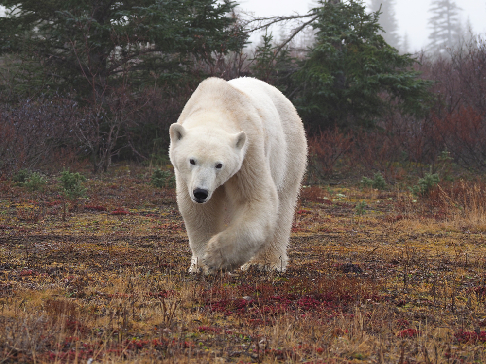 One of ten polar bears in the vicinity. Quent Plett photo.