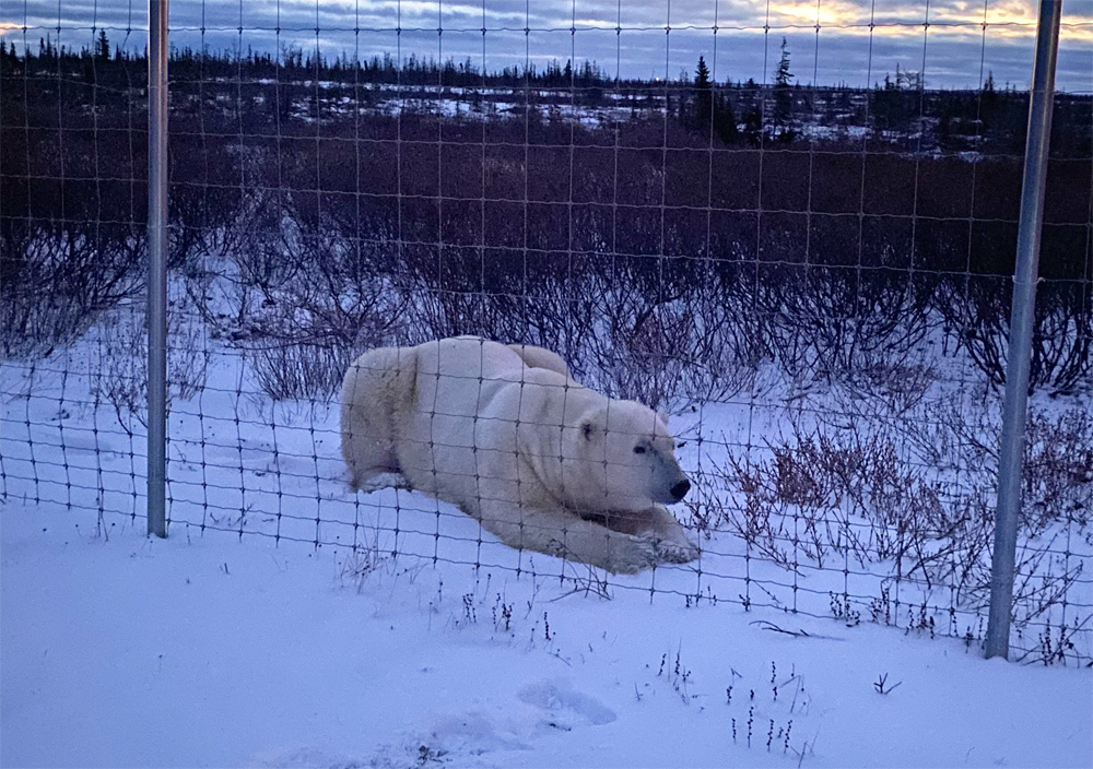 Breakfast bear outside the lodge fence. Dymond Lake Ecolodge.