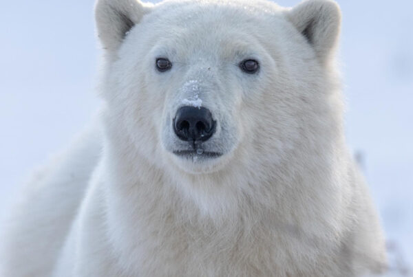 The eyes are the windows to the soul. Polar bear cub at Nanuk Polar Bear Lodge. ArcticWild.net photo.