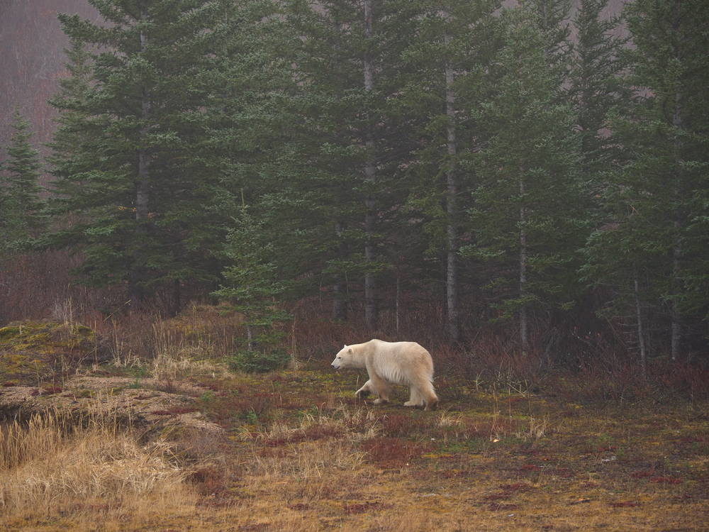 On the edge of the boreal forest. Quent Plett photo.