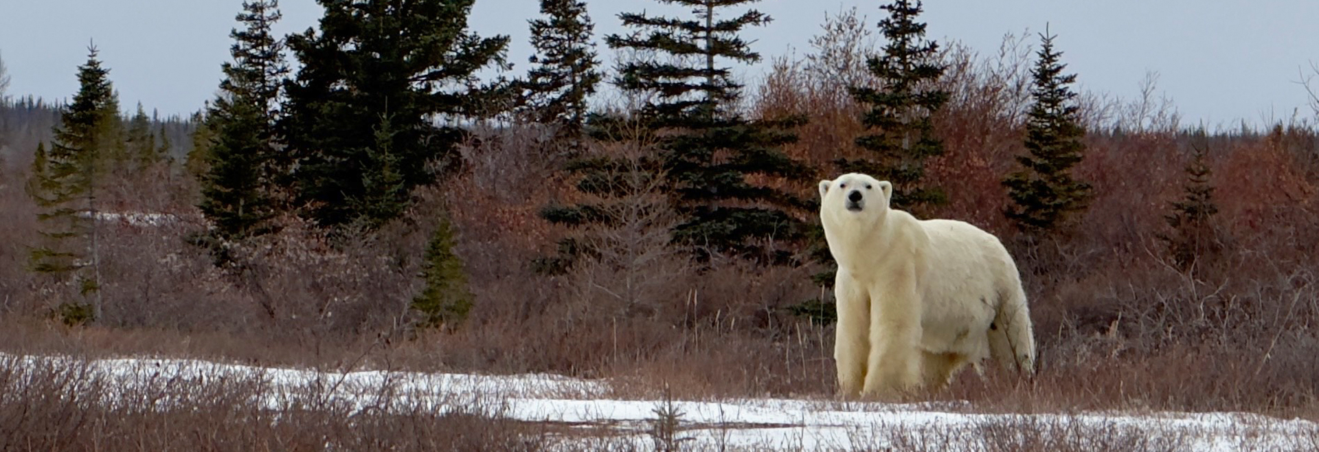 Awesome Guests, Polar Bears, Highlight Season at Dymond Lake