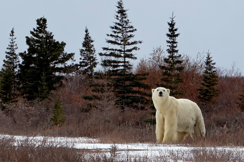 Polar bear greeting guests on a hike. Dymond Lake Ecolodge.