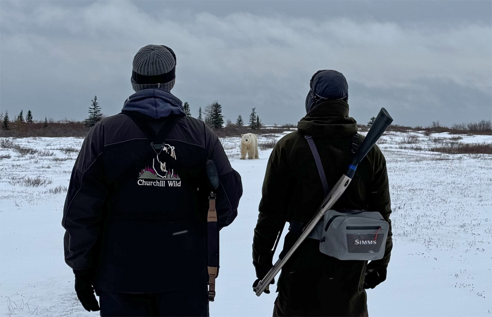 Guides talking to a polar bear. Great Ice Bear Adventure. Dymond Lake Ecolodge.