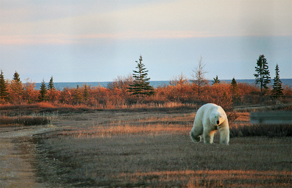 Polar bear approaches in fall colours. Dymond Lake Ecolodge. 