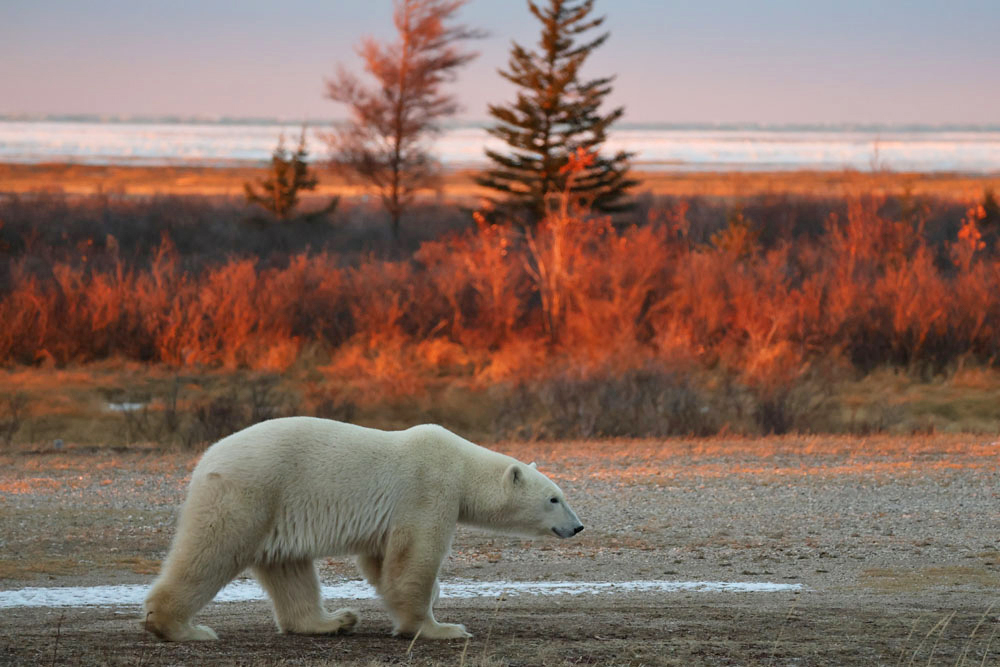 Polar bear in fall colours on the runway. Nanuk Polar Bear Lodge. Carl Wilks photo.