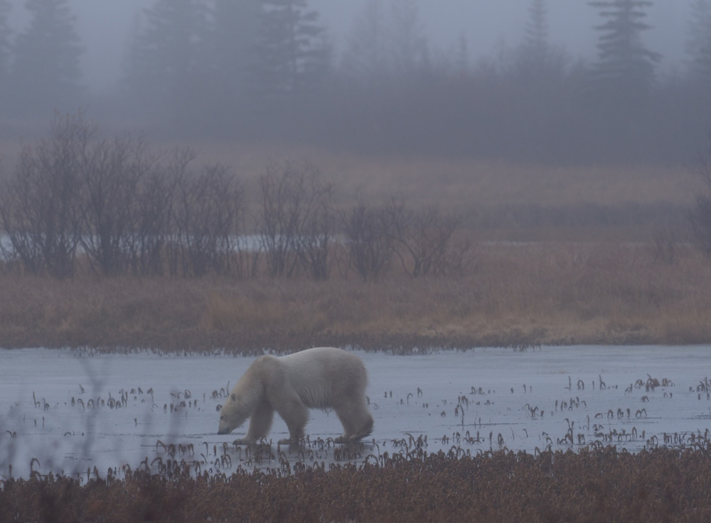 Polar bear in the mist. Nanuk Polar Bear Lodge. Quent Plett photo.