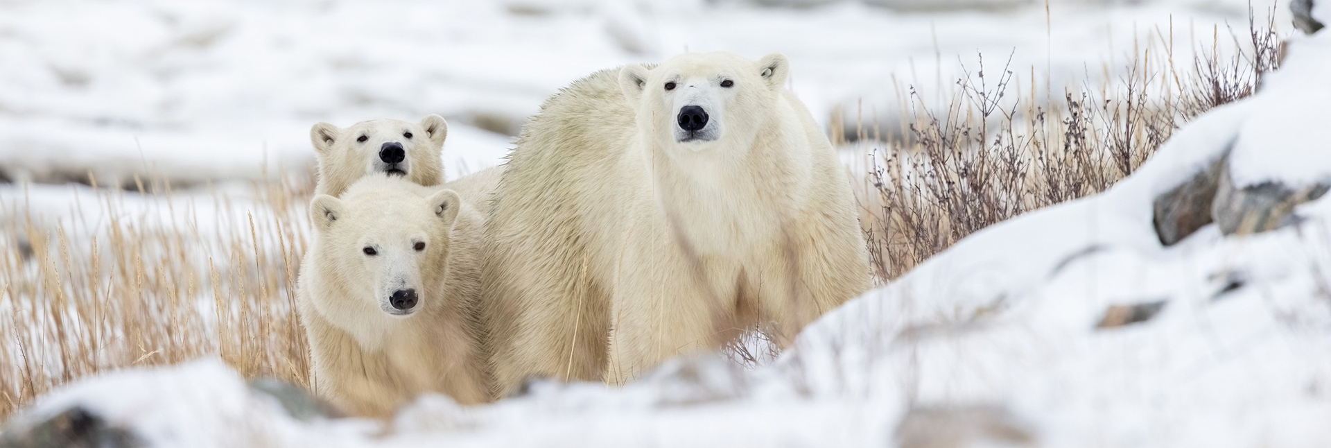 A “Magnificent and Magical” Experience at Seal River Heritage Lodge