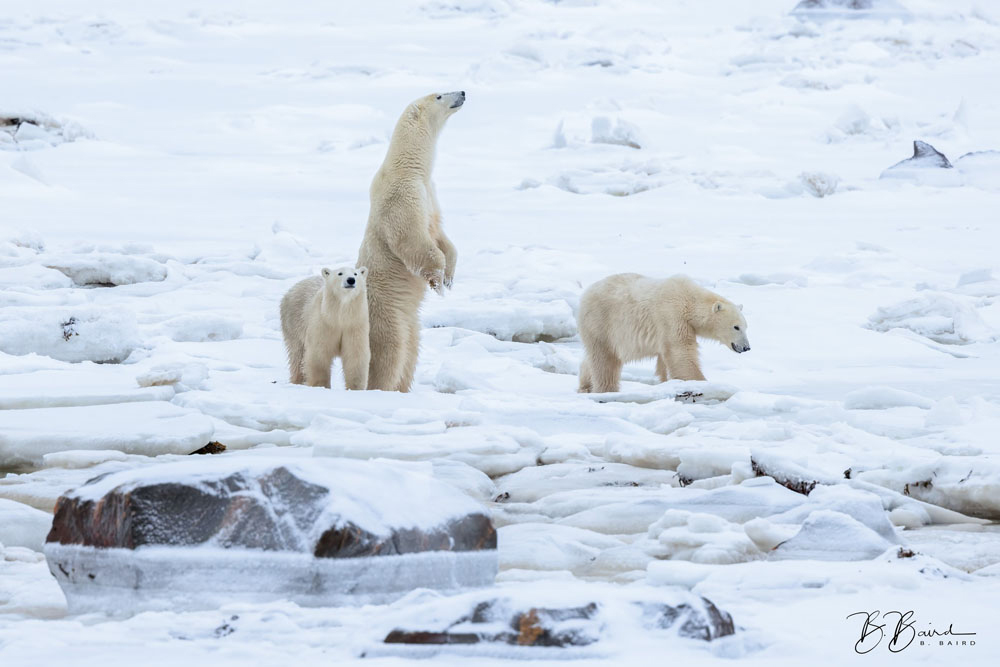 Polar bear mom standing looking out for her two cubs. Seal River Heritage Lodge. Bobbie Baird photo.