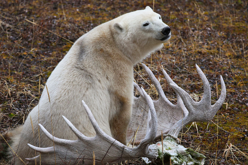 Polar bear on moose antler. Nanuk Polar Bear Lodge. Carl Wilks photo.