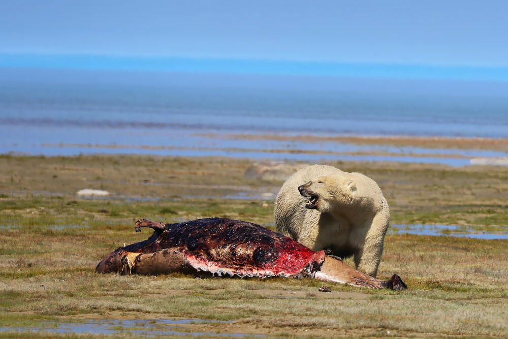 Polar bear on seal kill. One of thirteen. Nanuk Polar Bear Lodge. Carl Wilks photo.