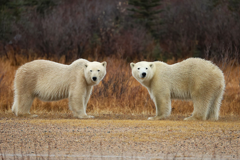 Dual passions. Polar bears. Nanuk Polar Bear Lodge. Carl Wilks photo.