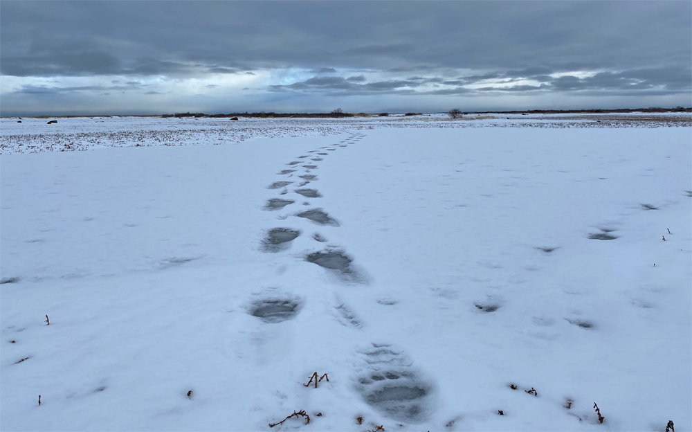 Polar bear tracks on the Great Ice Bear Adventure at Dymond Lake. And we found the bear! 