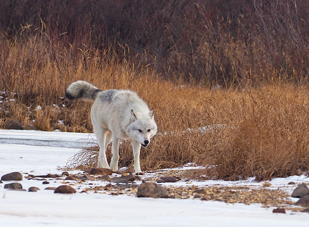 Wolf leading the way down the river at Nanuk. Quent Plett photo.