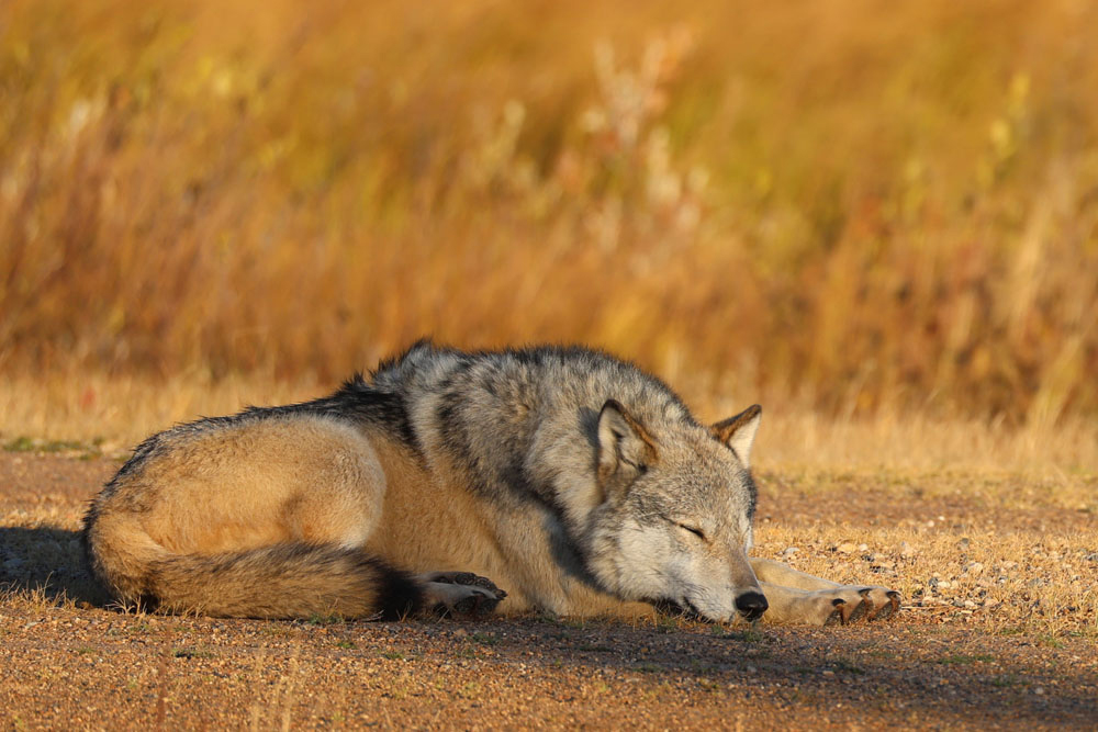 Wolf nap. Nanuk Polar Bear Lodge. Carl Wilks photo.