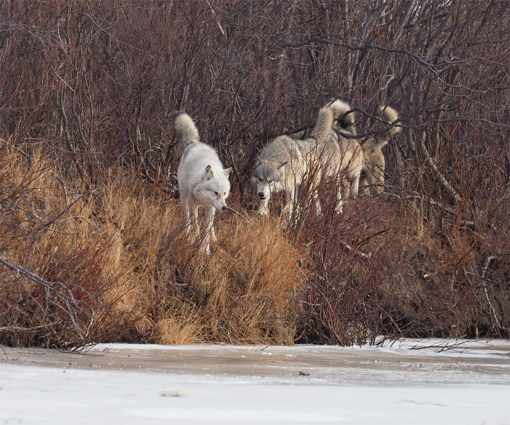 Wolf pack emerging from the willows at Nanuk. Quent Plett photo.