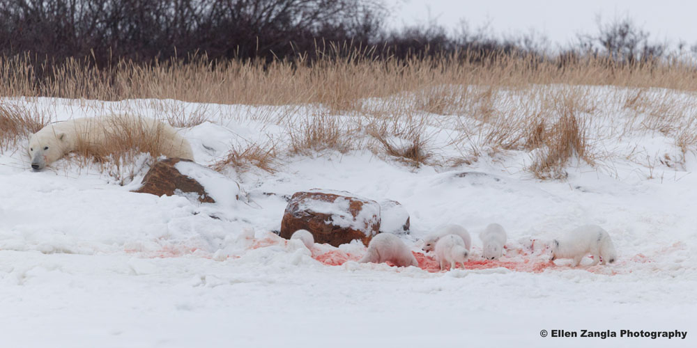 Arctic foxes feasting! Seal River Heritage Lodge. Ellen Zangla photo.