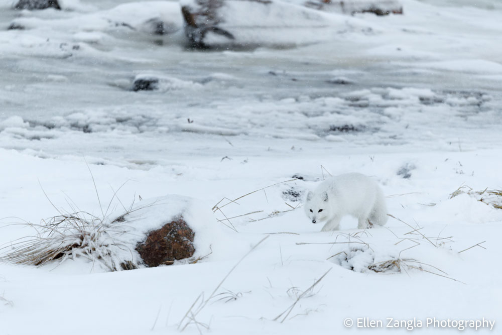 Arctic fox on stealth approach. Seal River Heritage Lodge. Ellen Zangla photo.