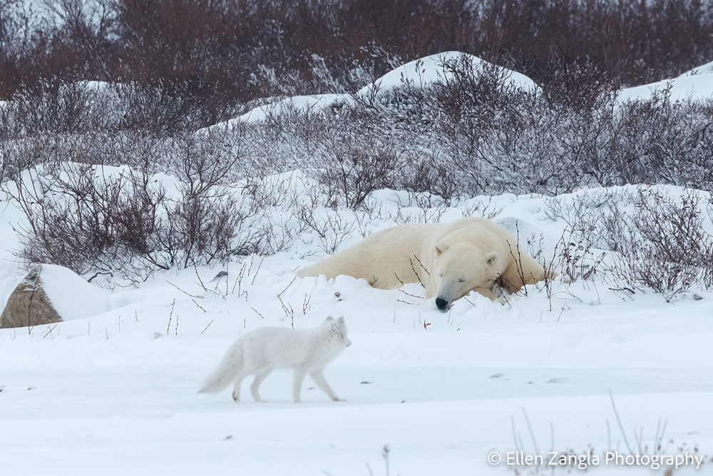 Arctic fox tiptoes by napping polar bear at Seal River Heritage Lodge. Ellen Zangla photo.