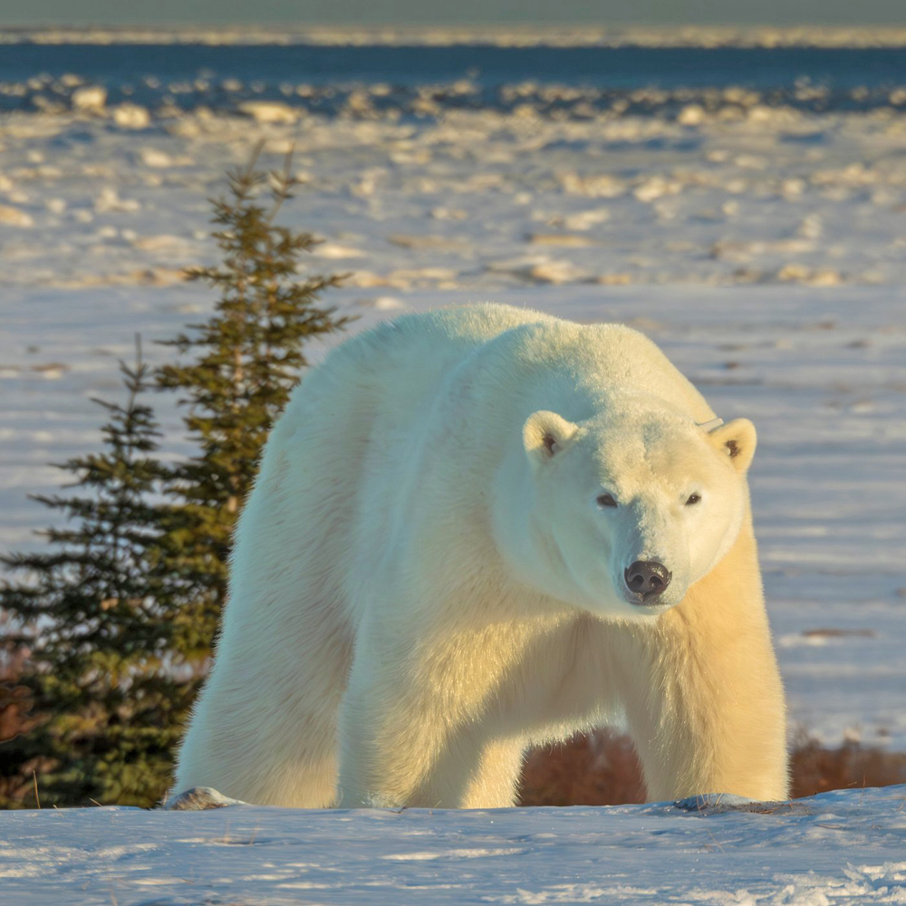 Polar bear stare. Dymond Lake Ecolodge. Mara Davidson photo from Tripadvisor.