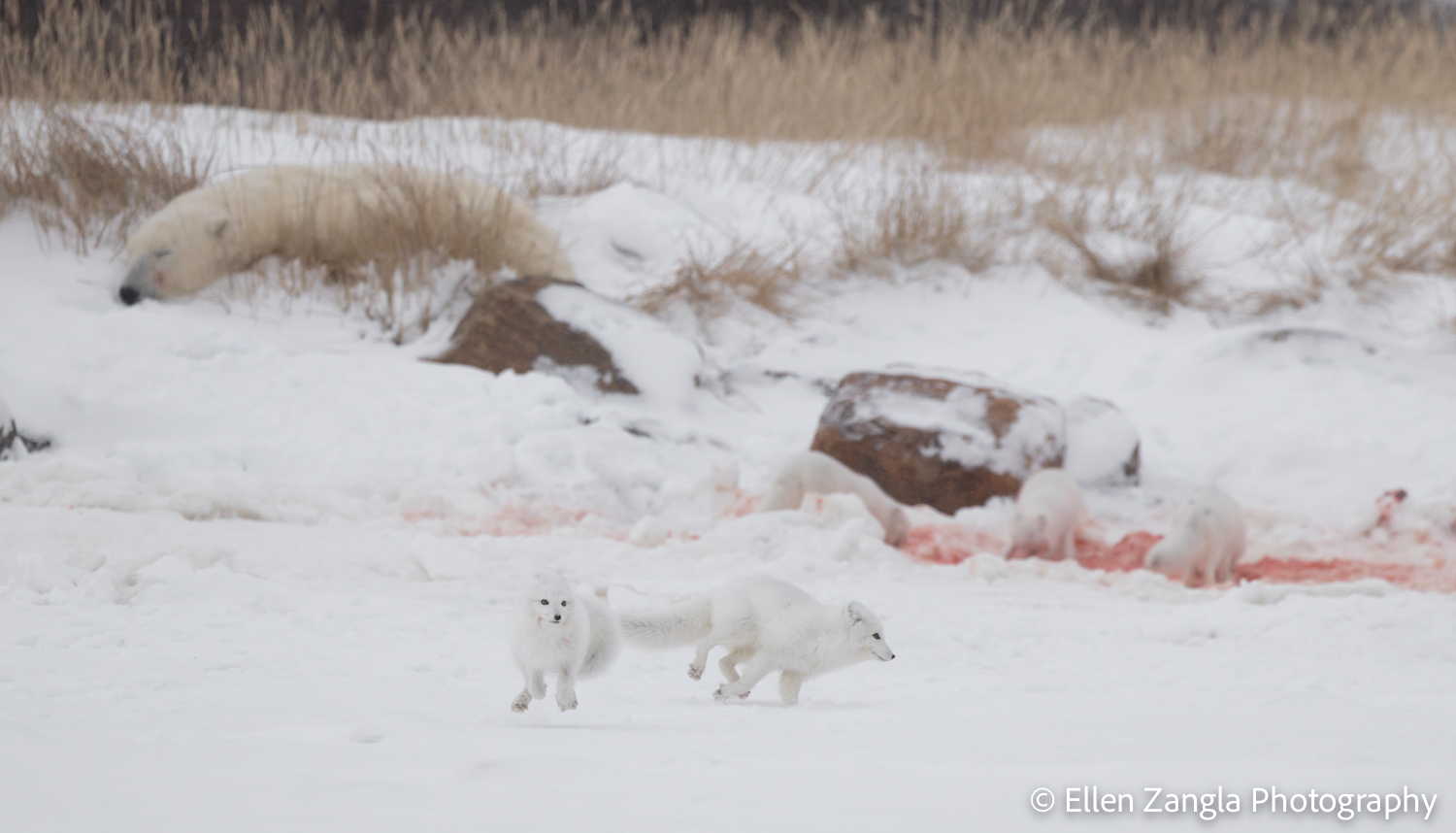 Arctic foxes on the run at Seal River. Ellen Zangla photo.