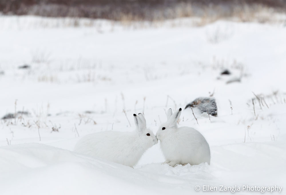 Arctic hare kisses. Seal River Heritage Lodge. Ellen Zangla photo.