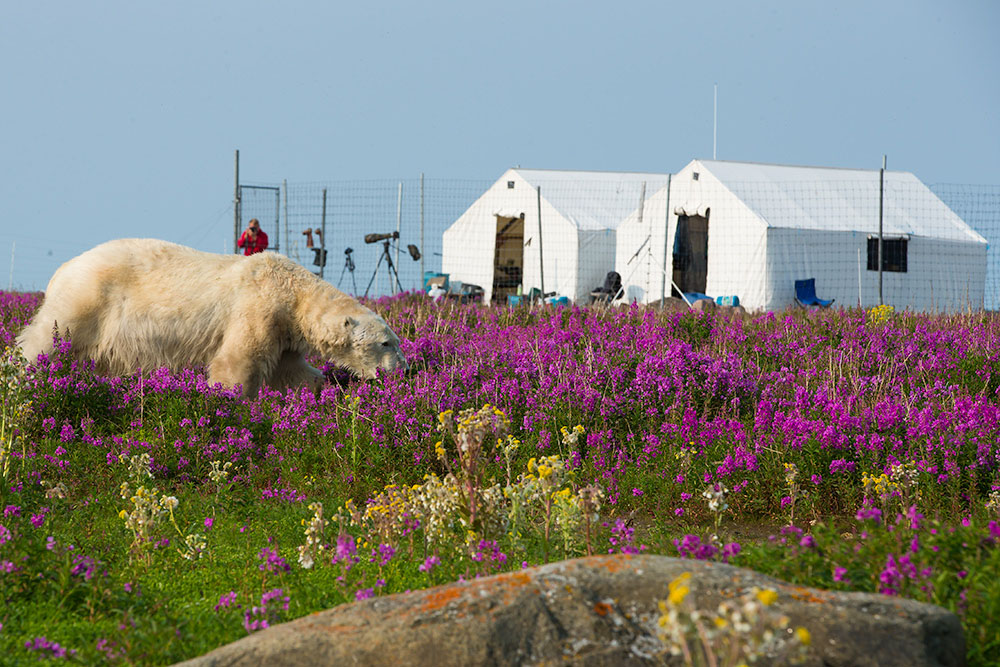 Polar bear outside Churchill Wild tent camp on Fireweed island. Michael Poliza photo.