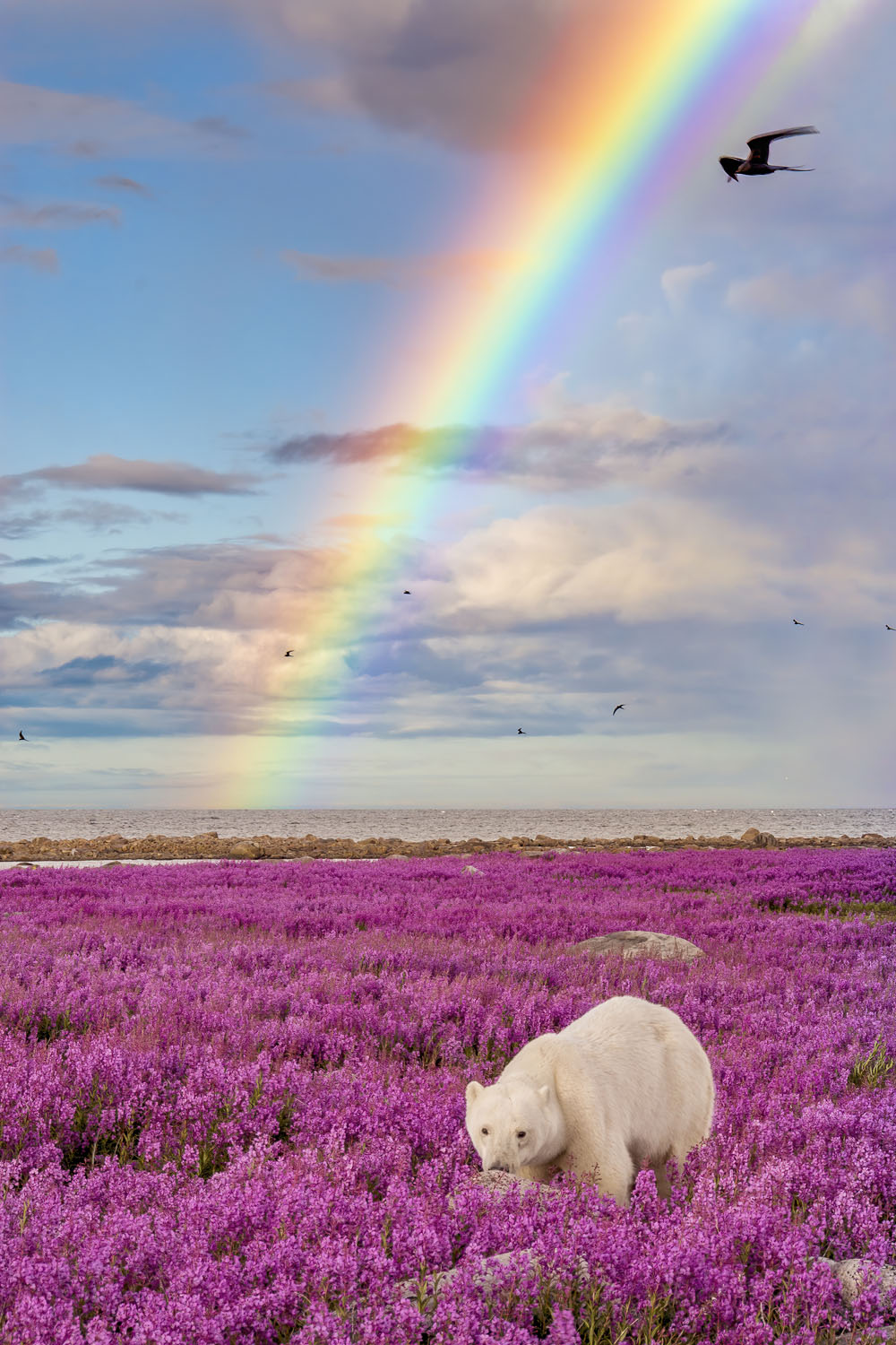 Polar bear in fireweed under a rainbow. Dennis Fast photo.