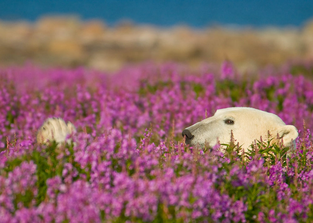 Polar bear peeking out of fireweed. Dennis Fast photo.