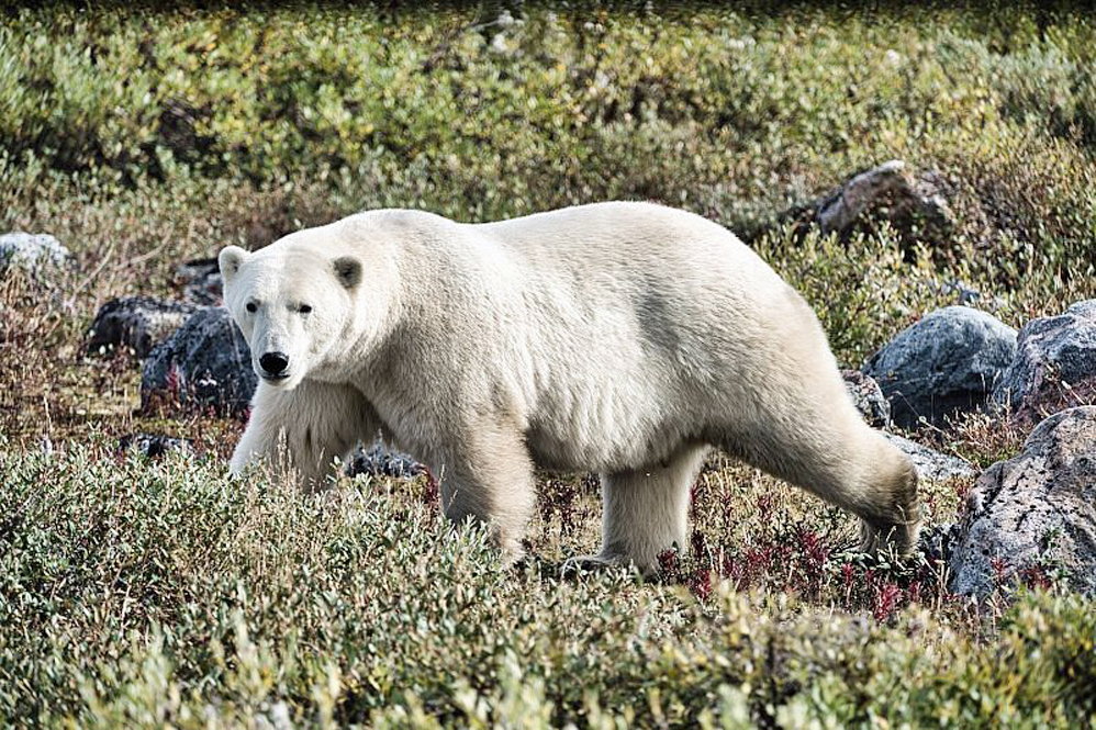 Polar bear on the move at Seal River. Bianca K. photo from Tripadvisor.