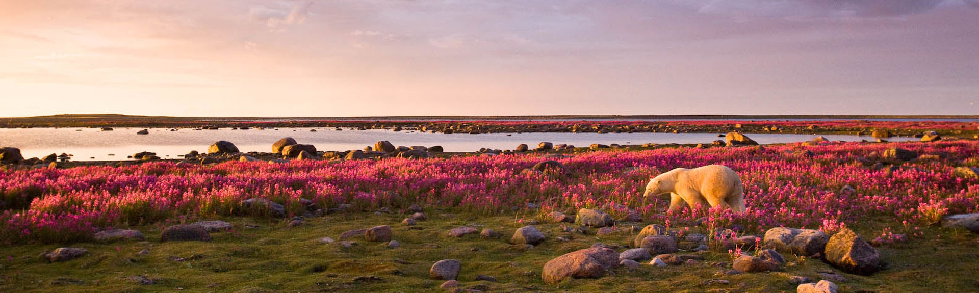 Bears On Fire. Pioneering Luxury Arctic Experiences.