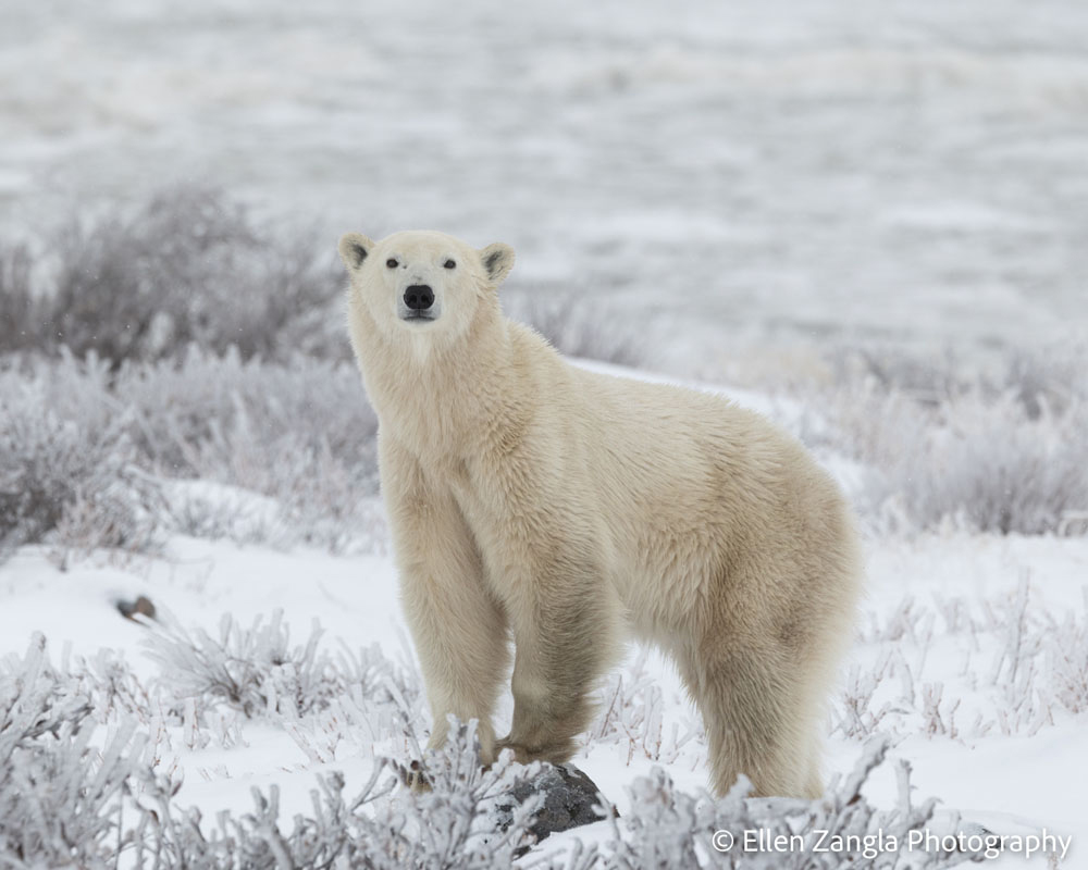 Polar bear in the frost. Seal River Heritage Lodge. Ellen Zangla photo.