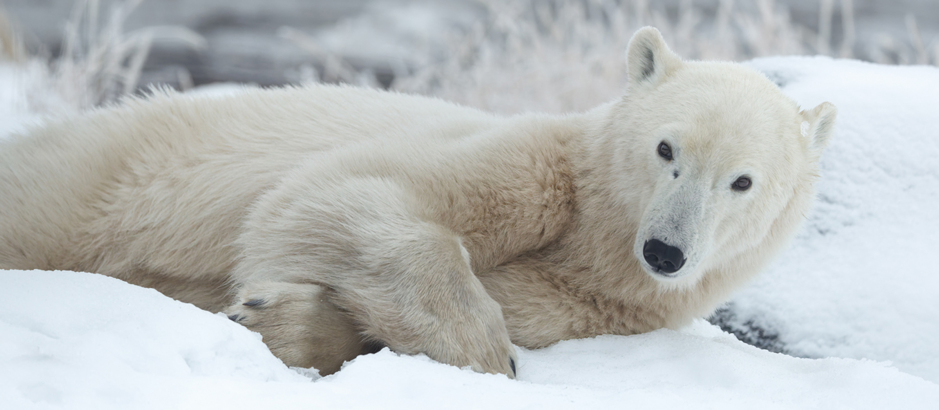 Interview with a Polar Bear: The Complete FAQ