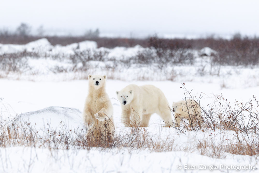 Curious cub and watchful mom at Seal River. Ellen Zangla photo.