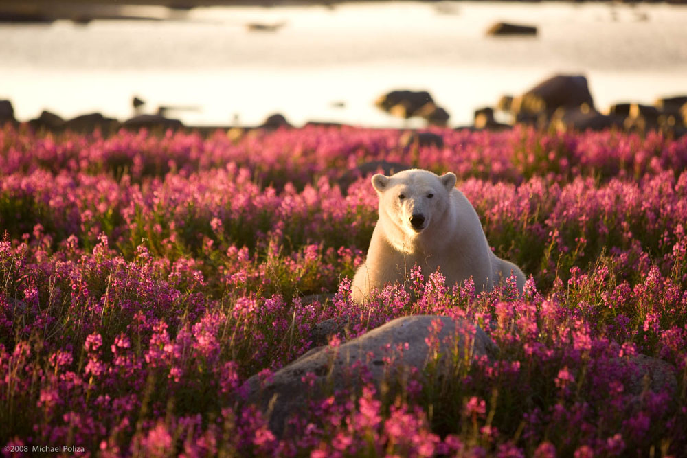 Polar bear sitting quietly in the sun. Fireweed Island. Michael Poliza photo.