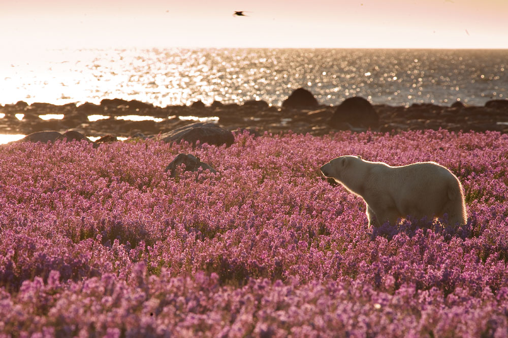 Polar bear daydreaming on Fireweed Island. Matthew Breiter photo.