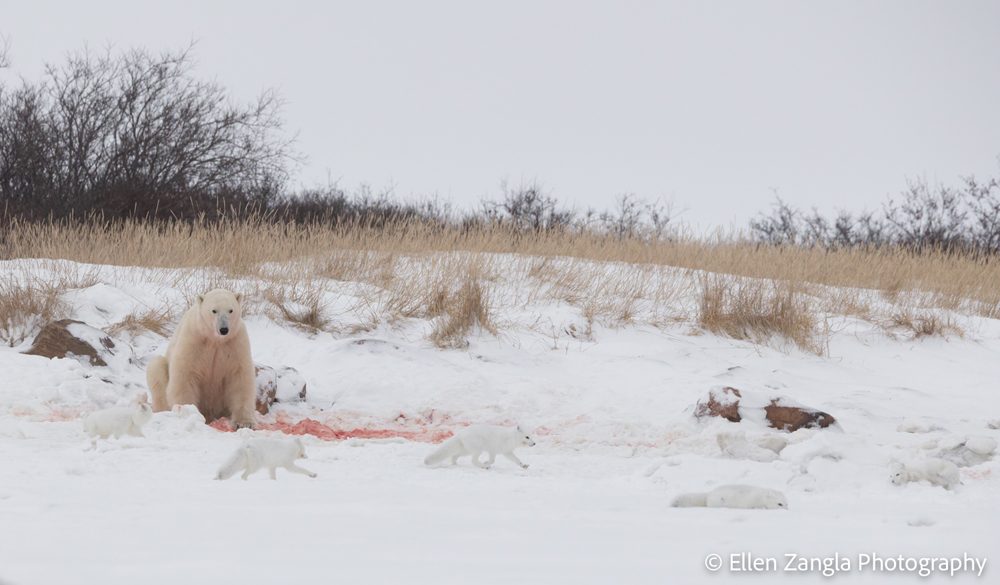 Polar bear in charge. And the Arctic foxes know it. Ellen Zangla photo.