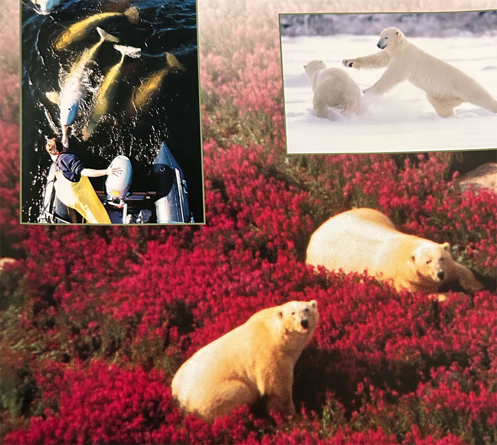 Bears on Fire. Early days on Fireweed Island. Circa 1993. Churchill Wild archives. Quent Plett photo.