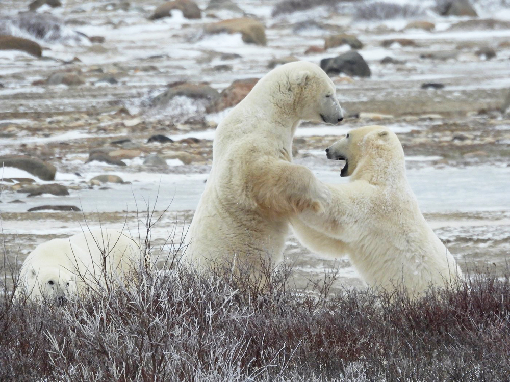 Polar bears sparring at Dymond Lake Ecolodge. FarAway57036974888 photo from Tripadvisor.