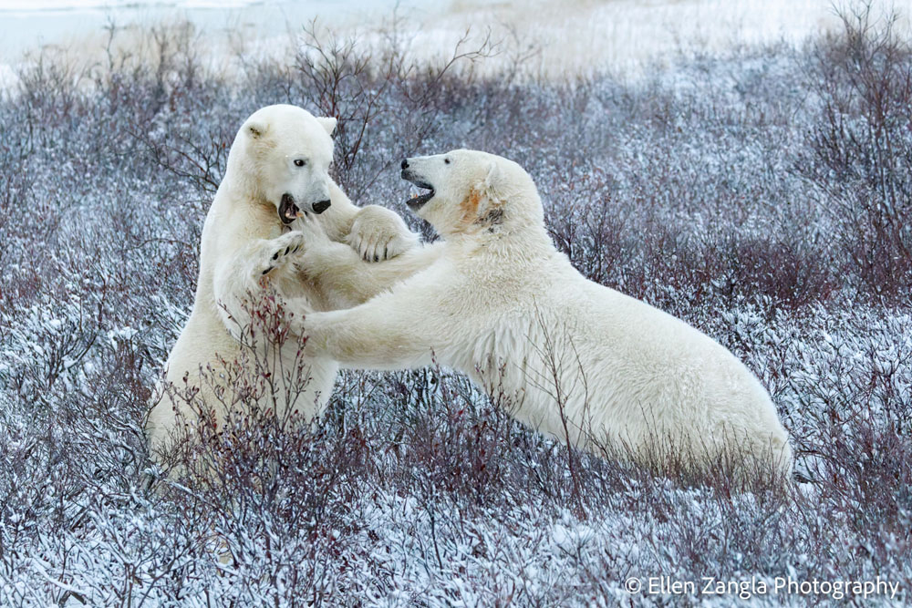 Polar bears sparring in the willows. Seal River Heritage Lodge. Ellen Zangla photo.